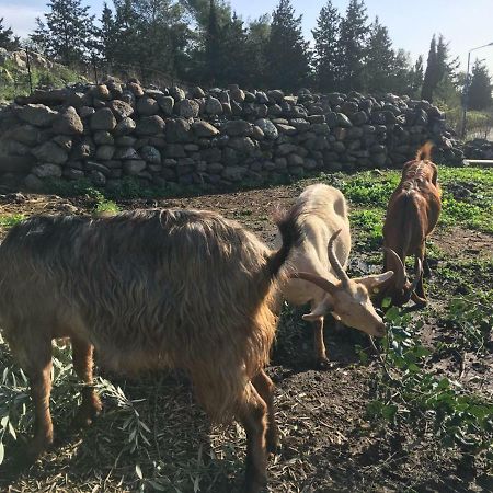 Natura-Eco Farm エクステリア 写真