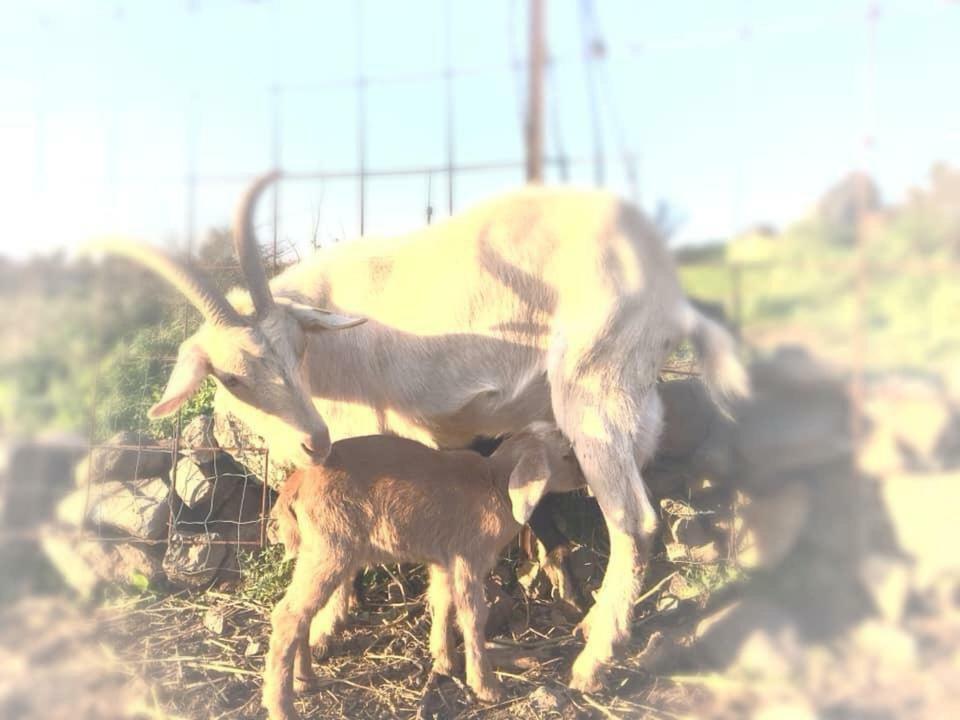 Natura-Eco Farm エクステリア 写真