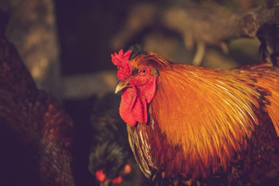 Natura-Eco Farm エクステリア 写真