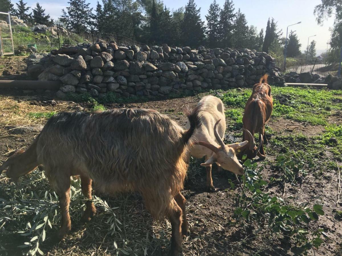 Natura-Eco Farm エクステリア 写真